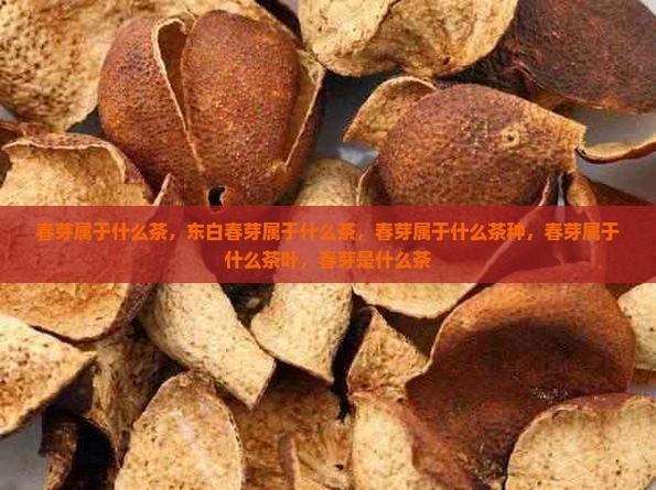 春芽是属于什么茶
