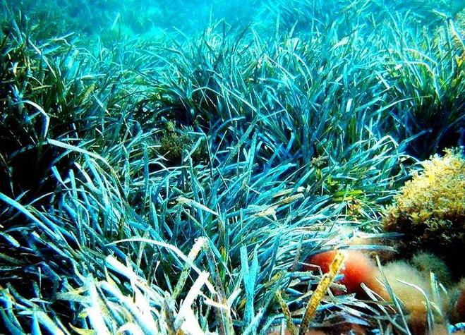 海草长在深海还是浅海