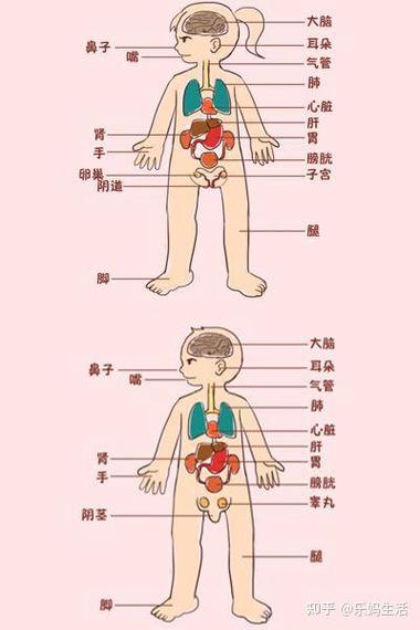身体部位卡通画截图