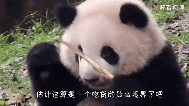 熊猫吃东西表情包缩略图