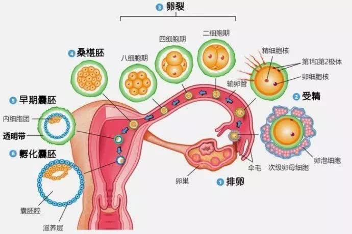精和卵怎么结合