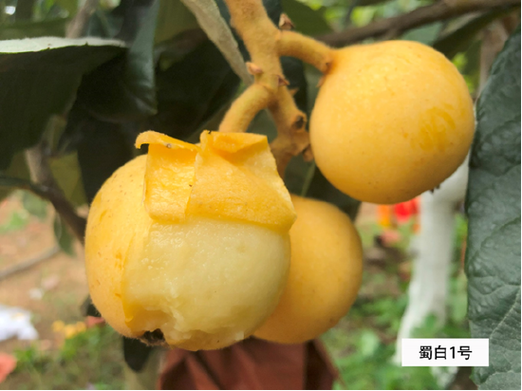 枇杷新品种