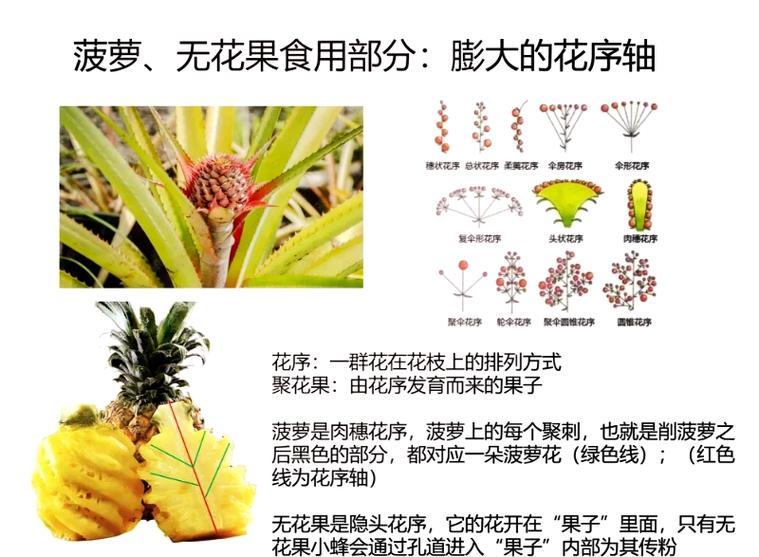 真果和假果的相互作用