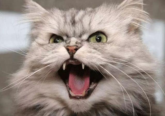 猫怕什么
