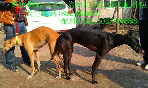 格力犬子配母