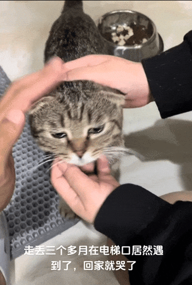 猫丢了能打110吗