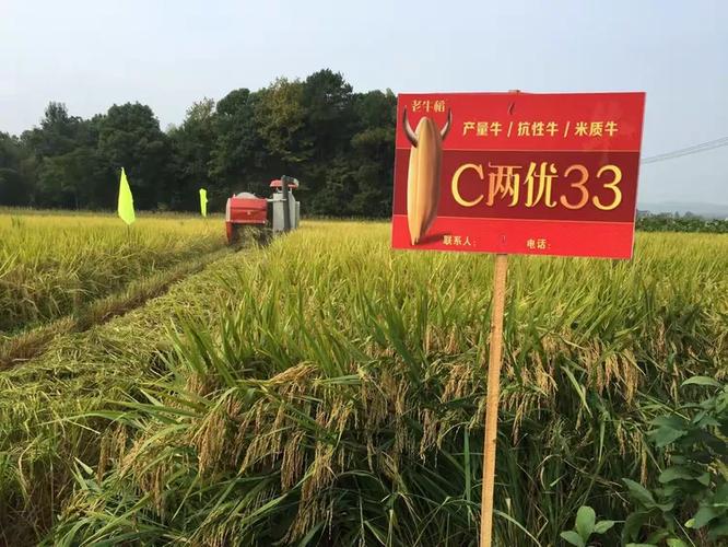 C两优33种源