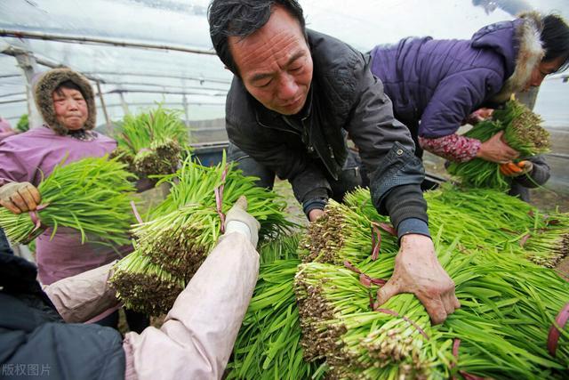 小面积种植什么最赚钱