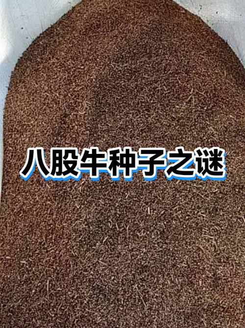 类似于种子3之类的游戏缩略图