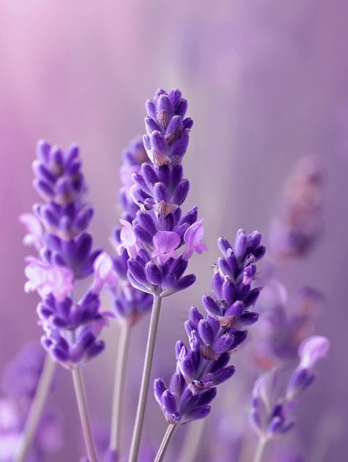 薰衣草下载