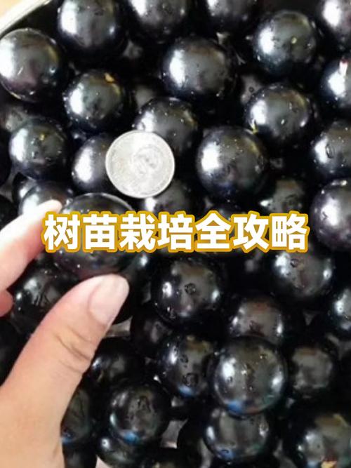 黑色桃子有哪些品种
