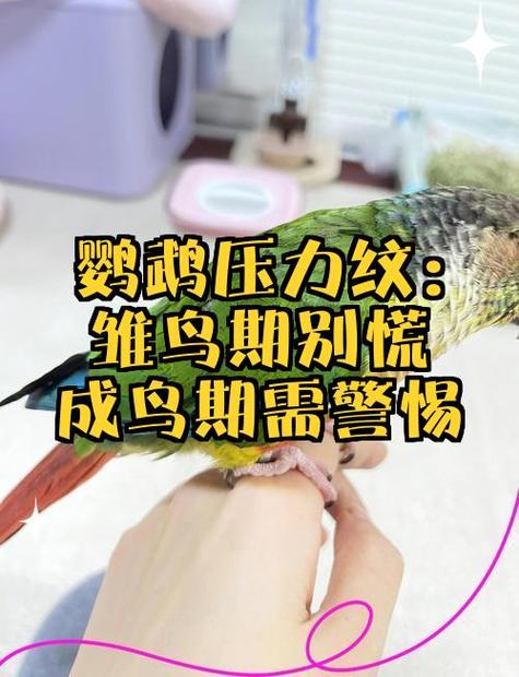 办公室飞进一只鹦鹉鸟预兆
