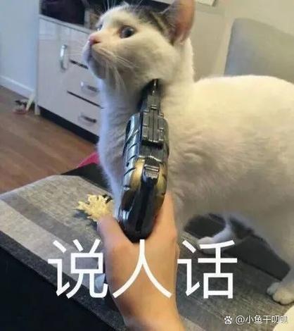 网络热梗dating