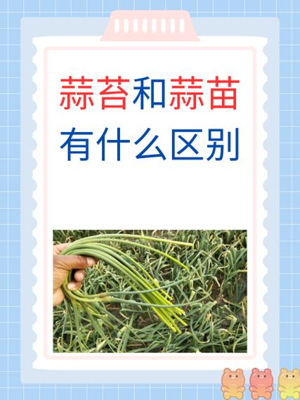 为啥北京人管蒜苔叫蒜苗