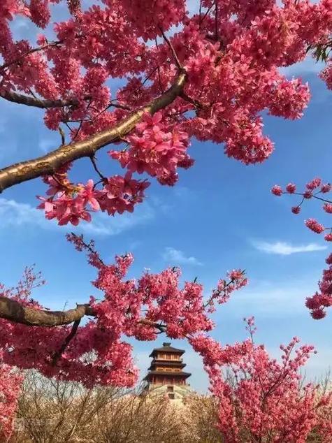 音花树还有其他群吗截图