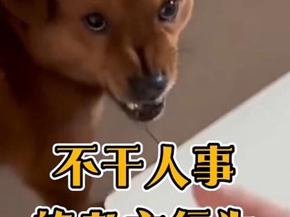 说人话不办人事打一动物