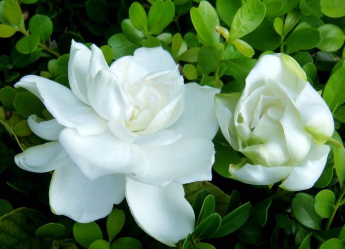 栀子花开第20章