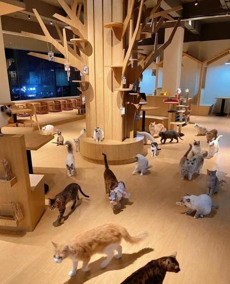 带猫去猫咖
