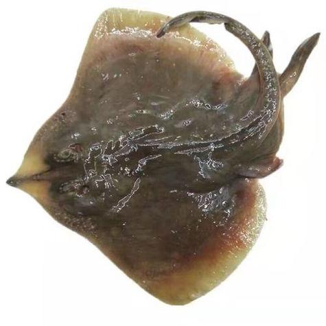 老板鱼吃多了有啥坏处