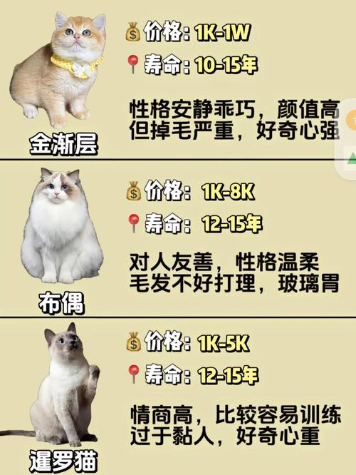 steam小猫咪售价