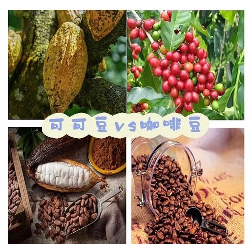 可可豆的用途截图