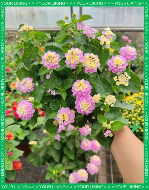 五色梅一年开几次花