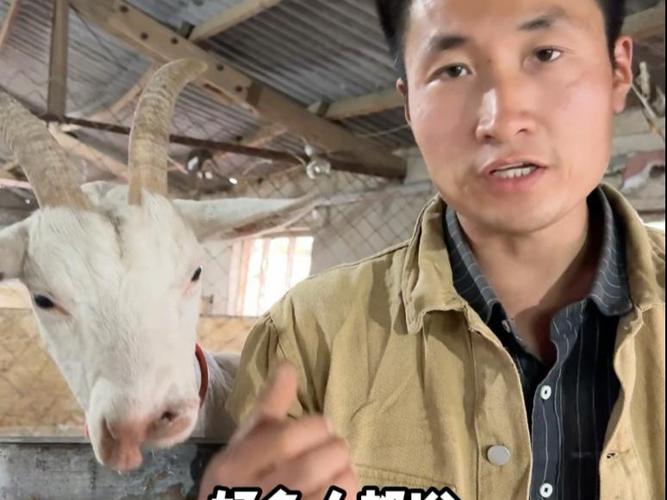 我有一只羊