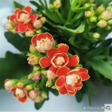 长寿花只长叶不开花怎么办图标