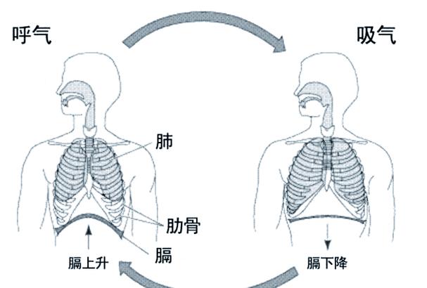 最接近一秒是心脏跳动还是呼吸