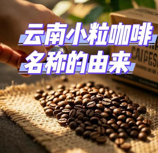 小音咖为什么那么贵