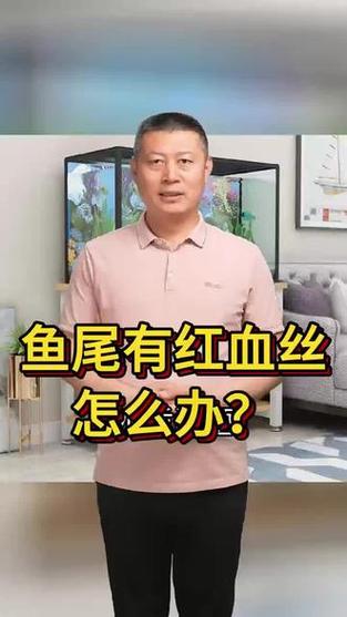 蝴蝶锦鲤尾巴有血丝怎么治