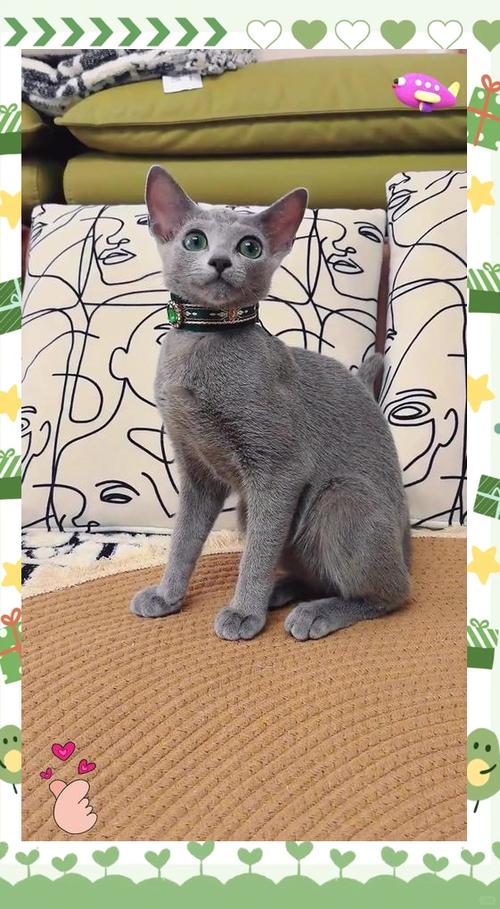 蓝色的猫两个字