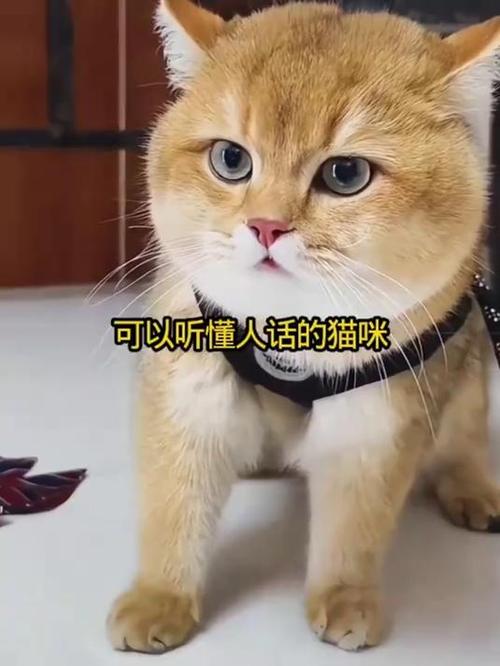 猫能不能听懂人话