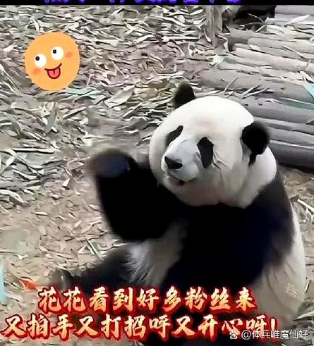 大熊猫表情包图片缩略图