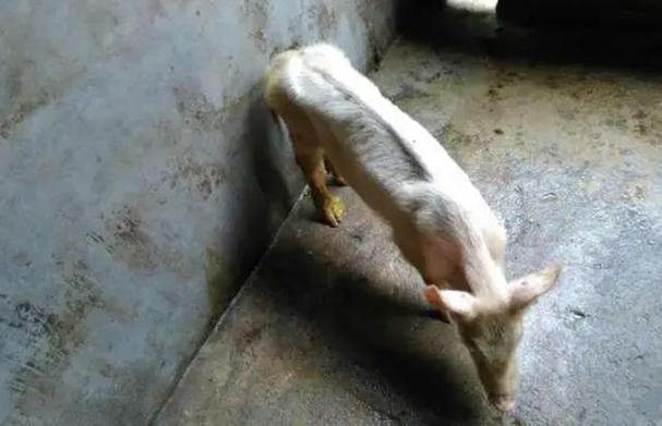 僵猪是怎么形成的图标