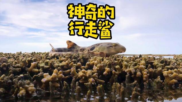 鲨鱼走路视频