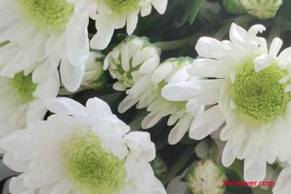 白色雏菊花语可以送