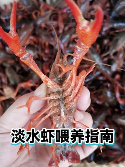 虾吃什么才能养活