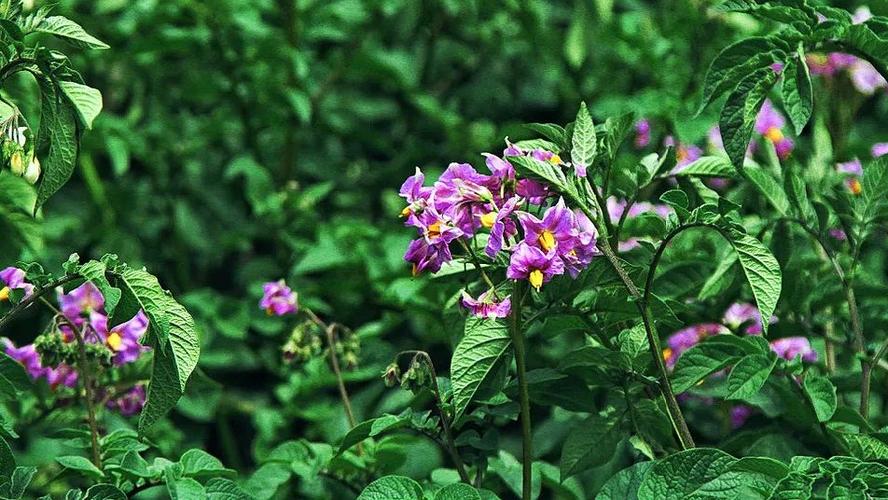 洋芋头花