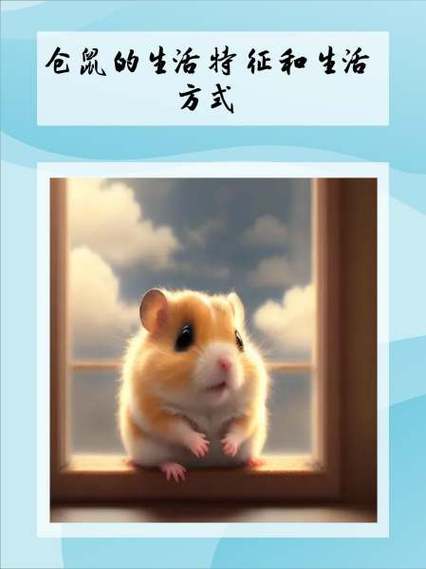 公母仓鼠舔毛缩略图