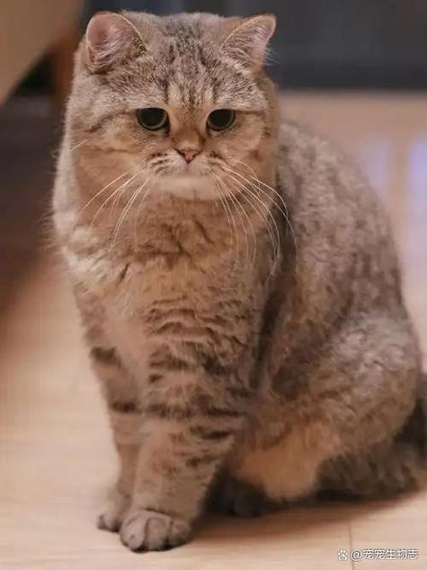 猫咪开心的叫声截图