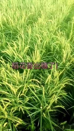 快手绿色模式解除方法截图