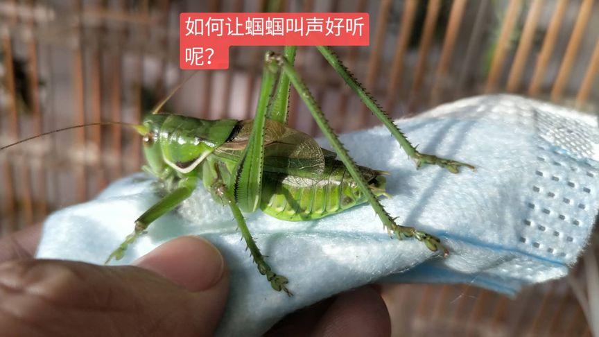 蝈蝈憨叫的6种声音