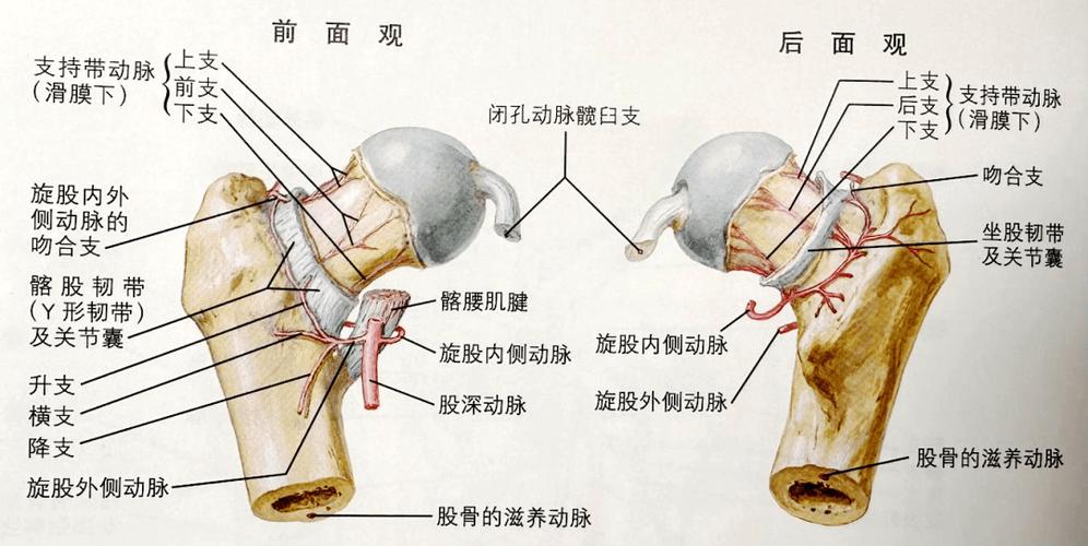 股骨间转子骨折游戏截图
