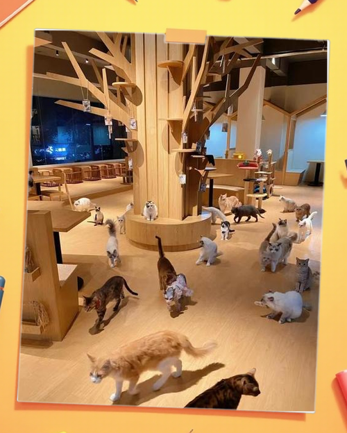 附近猫咖