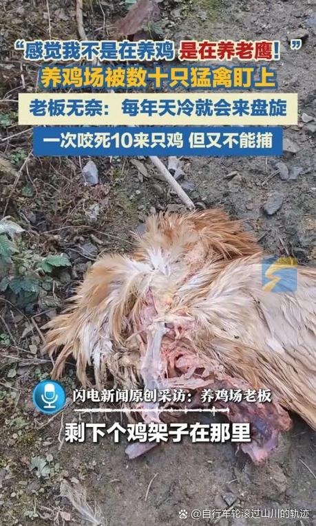 杭州可以养鸡吗