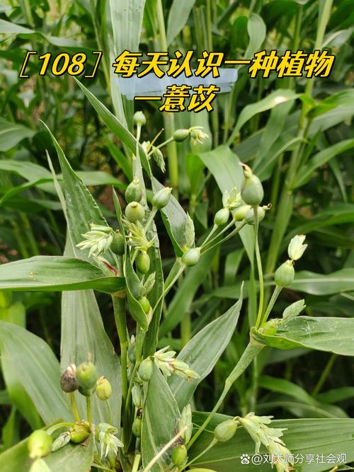 莳苡苓芊是什么意思