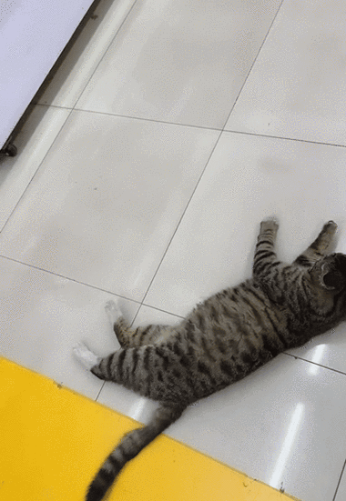 猫咪呕吐抽搐奄奄一息