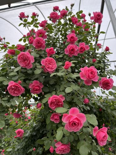 月季花的开花季节