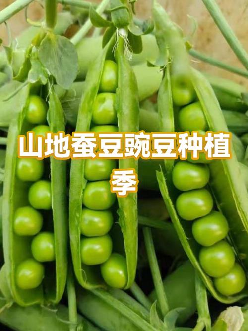 蚕豆视频免费观看电视剧游戏截图